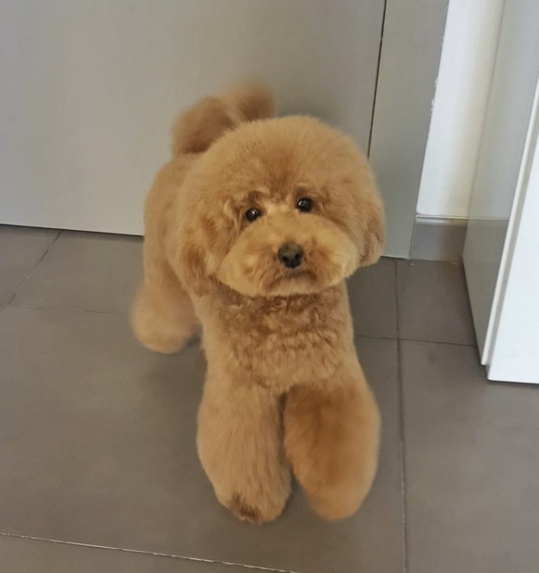 Caniche con acabado de peluquería canina en Veterizonia Valencia