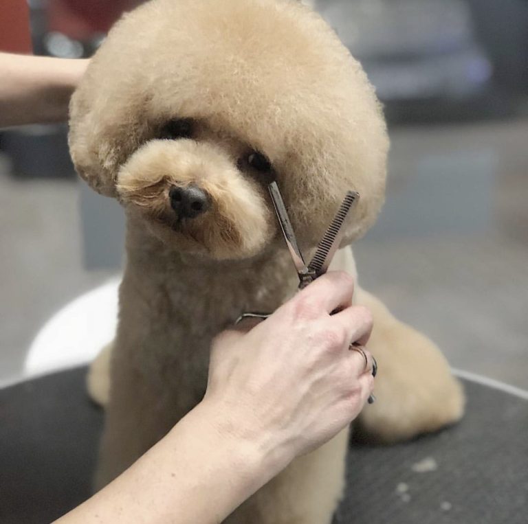 Corte de pelo en Caniche Toy realizado en Veterizonia Valencia
