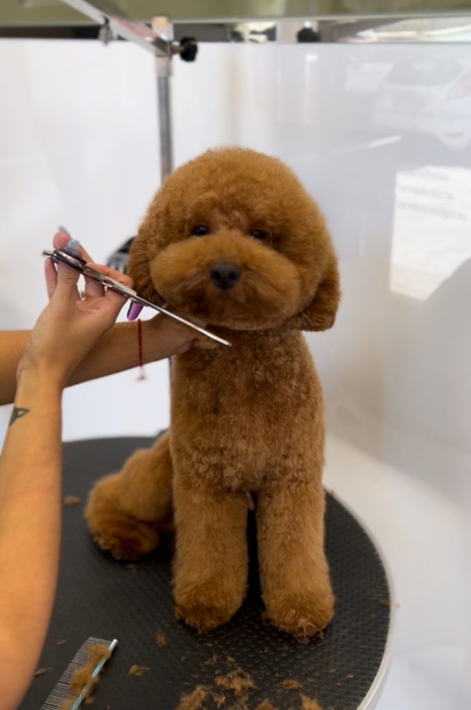Caniche con estilismo a tijera en Veterizonia Valencia