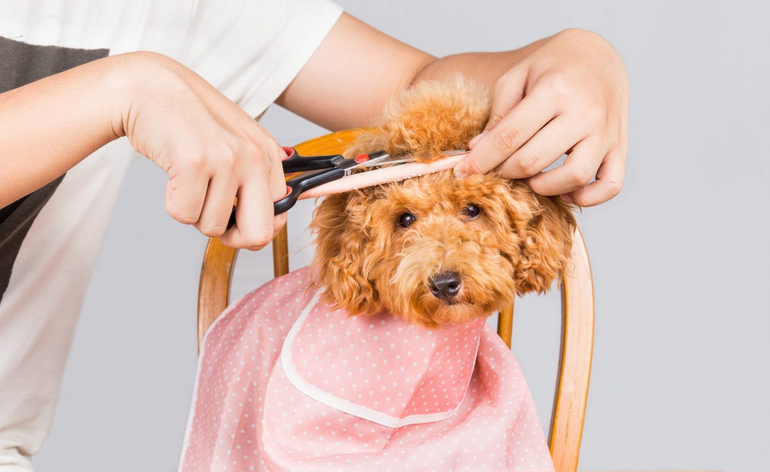 Maltipoo después de su sesión de peluquería en Veterizonia Valencia