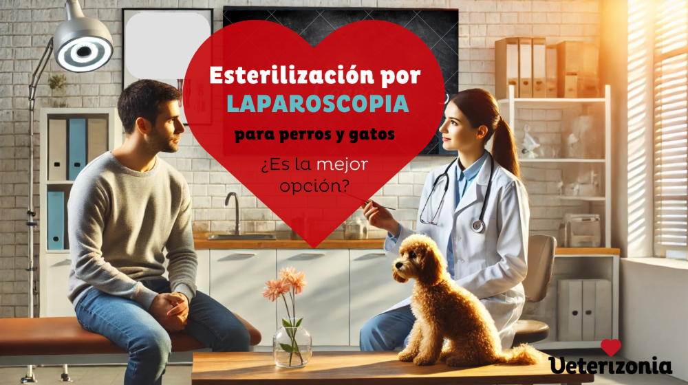esterilización-por-laparoscopia-veterizonia
