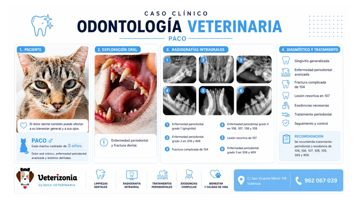 Caso clínico de odontología veterinaria en gato con enfermedad periodontal avanzada y radiografías intraorales en Veterizonia Valencia