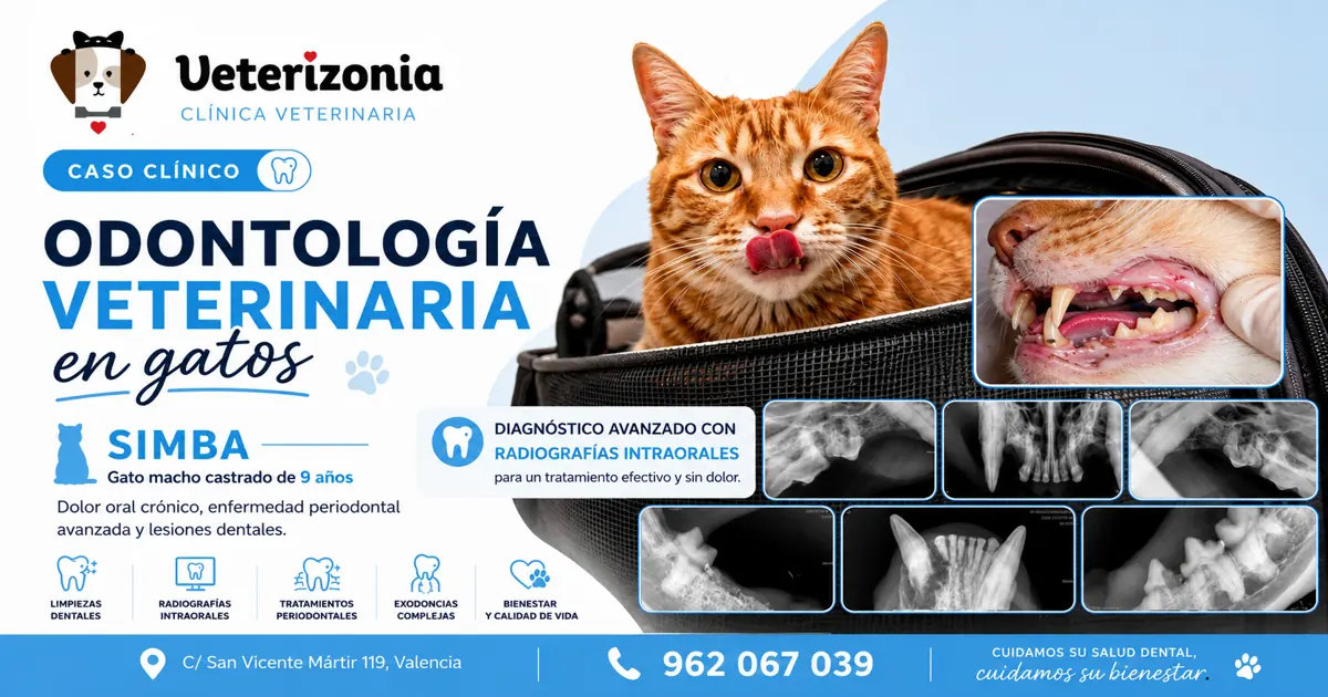 Caso clínico de odontología veterinaria felina en Valencia con radiografías intraorales y enfermedad periodontal avanzada en gato Simba.