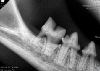 enfermedad-periodontal-grado-4-gato.jpg