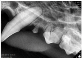 Radiografía dental felina con fractura complicada de la pieza 104 y exposición pulpar.