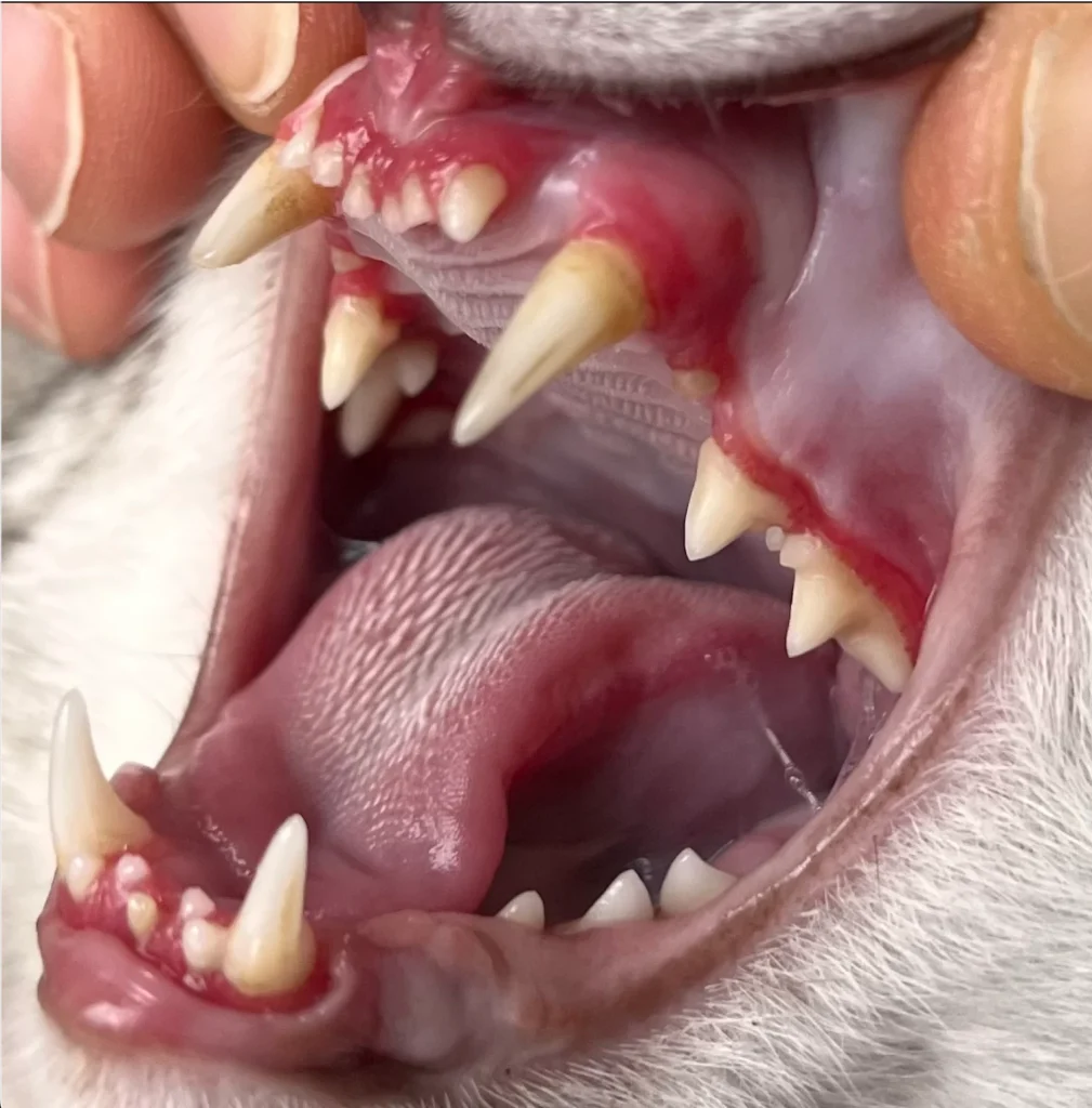 Gingivitis y enfermedad periodontal avanzada en gato tratado en Veterizonia Valencia