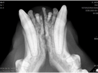 Radiografía dental veterinaria con lesión resortiva felina en la pieza 107.