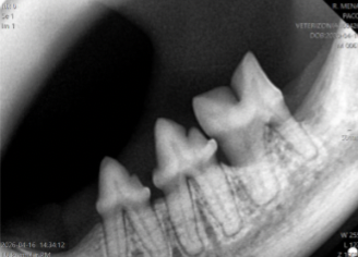 Radiografía dental de gato con enfermedad periodontal avanzada y pérdida de soporte dental.