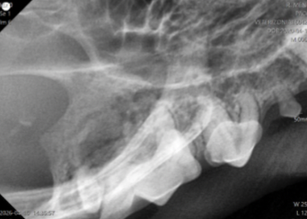 Radiografía dental veterinaria de gato con enfermedad periodontal grado 1 y gingivitis en Valencia.